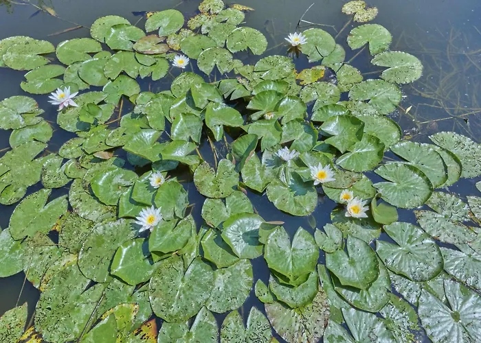 Сasa de vacaciones Poldergeluk
