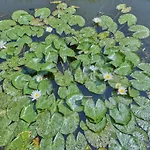 Poldergeluk Ooltgensplaat
